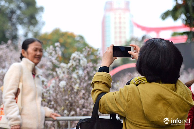 Chưa khai mạc, lễ hội hoa anh đào Nhật Bản đã hút hàng nghìn người Hà Nội - ảnh 6