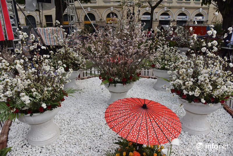 Chưa khai mạc, lễ hội hoa anh đào Nhật Bản đã hút hàng nghìn người Hà Nội - ảnh 8