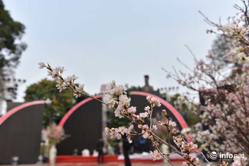 Chưa khai mạc, lễ hội hoa anh đào Nhật Bản đã hút hàng nghìn người Hà Nội - ảnh 9