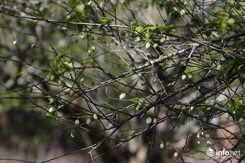 Ngẩn ngơ ngắm hoa mận Mộc Châu cuối mùa - ảnh 12