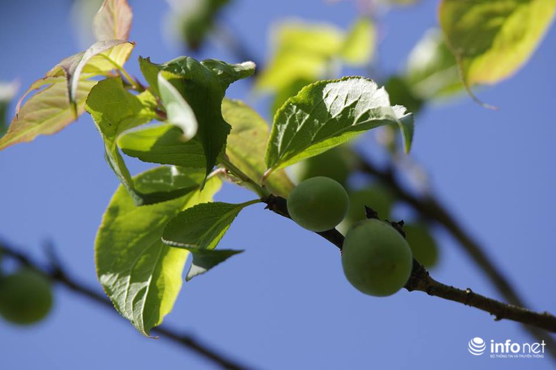 Ngẩn ngơ ngắm hoa mận Mộc Châu cuối mùa - ảnh 13