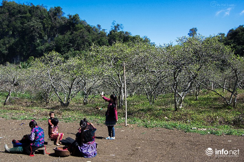 Ngẩn ngơ ngắm hoa mận Mộc Châu cuối mùa - ảnh 1