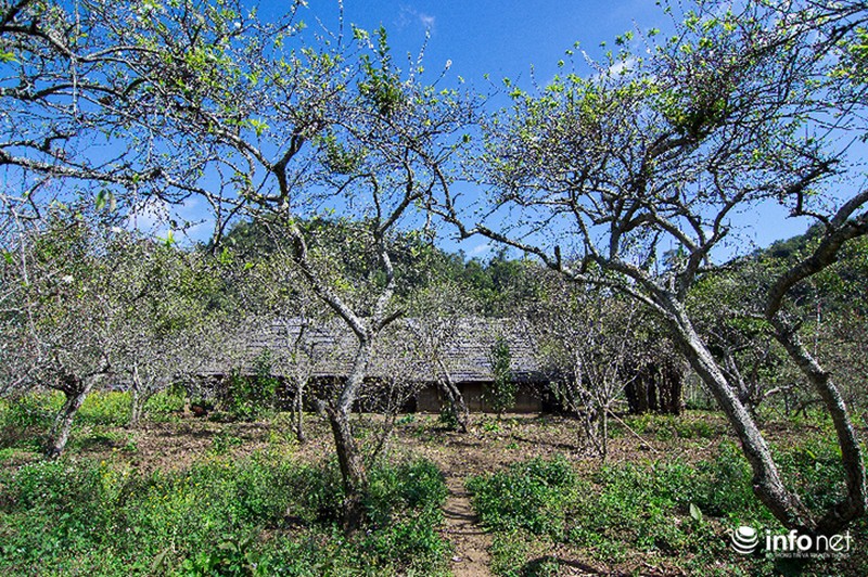 Ngẩn ngơ ngắm hoa mận Mộc Châu cuối mùa - ảnh 3