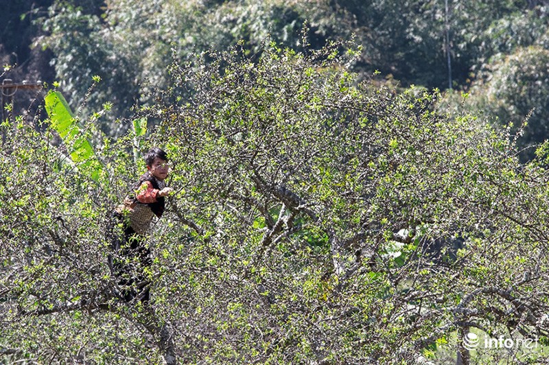 Ngẩn ngơ ngắm hoa mận Mộc Châu cuối mùa - ảnh 4