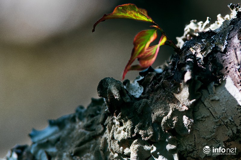 Ngẩn ngơ ngắm hoa mận Mộc Châu cuối mùa - ảnh 5
