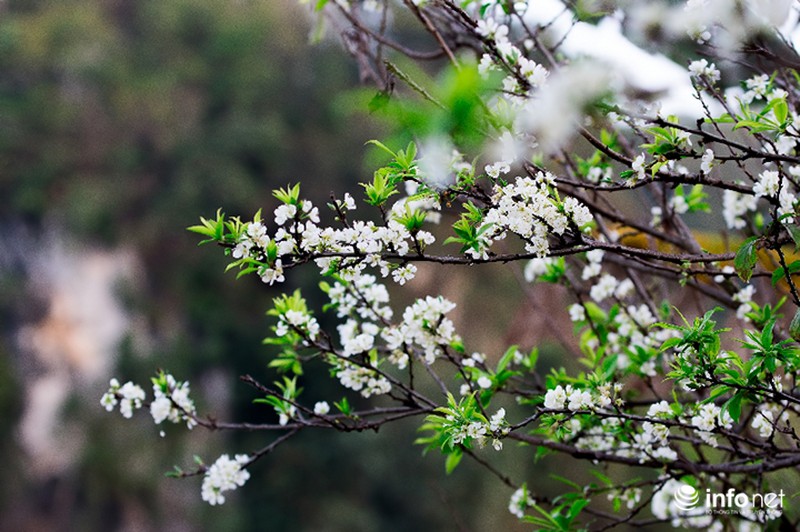 Ngẩn ngơ ngắm hoa mận Mộc Châu cuối mùa - ảnh 6