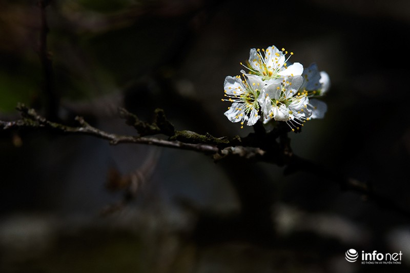 Ngẩn ngơ ngắm hoa mận Mộc Châu cuối mùa - ảnh 7