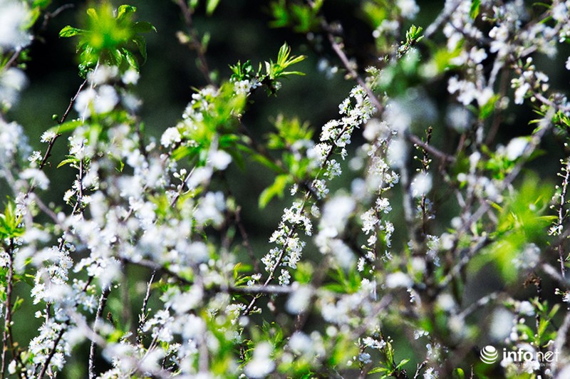 Ngẩn ngơ ngắm hoa mận Mộc Châu cuối mùa - ảnh 8