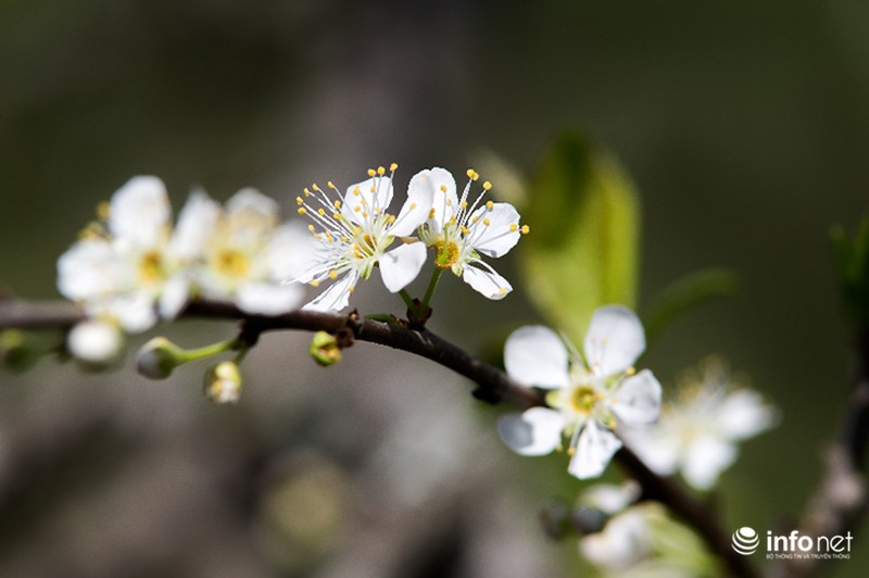 Ngẩn ngơ ngắm hoa mận Mộc Châu cuối mùa - ảnh 9