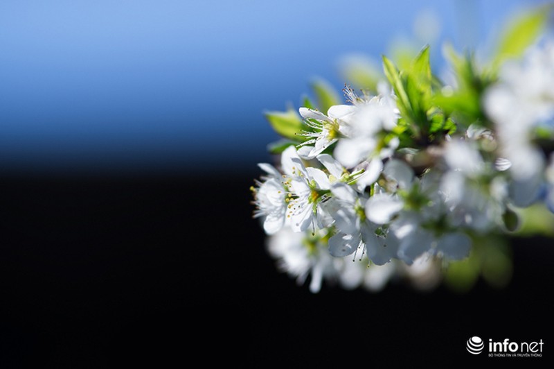 Ngẩn ngơ ngắm hoa mận Mộc Châu cuối mùa - ảnh 10