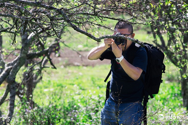 Ngẩn ngơ ngắm hoa mận Mộc Châu cuối mùa - ảnh 11