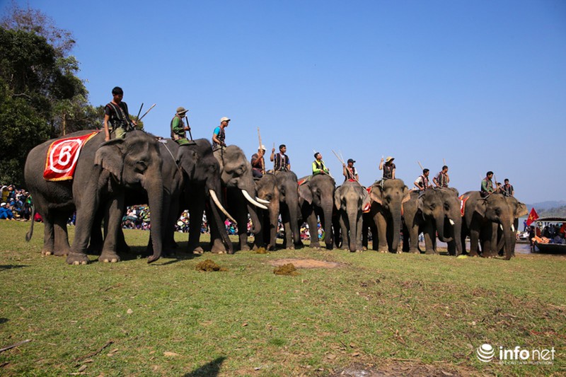 Tưng bừng hội đua voi hồ Lắk - ảnh 1