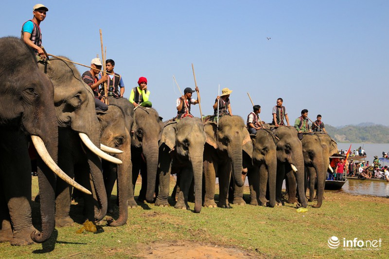 Tưng bừng hội đua voi hồ Lắk - ảnh 4