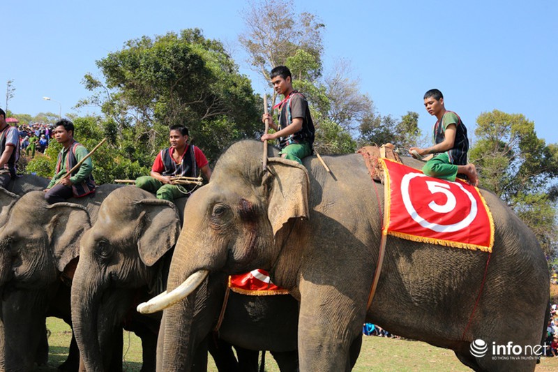 Tưng bừng hội đua voi hồ Lắk - ảnh 6