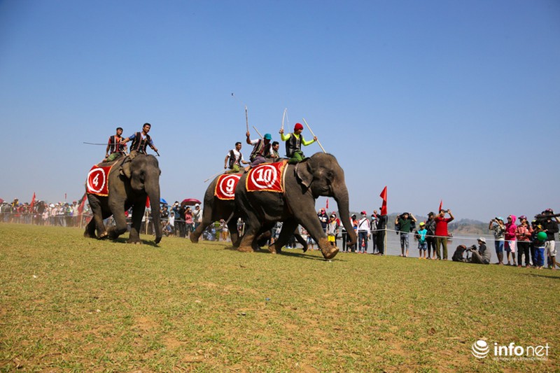 Tưng bừng hội đua voi hồ Lắk - ảnh 5