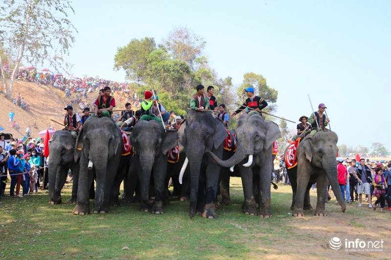 Tưng bừng hội đua voi hồ Lắk - ảnh 3