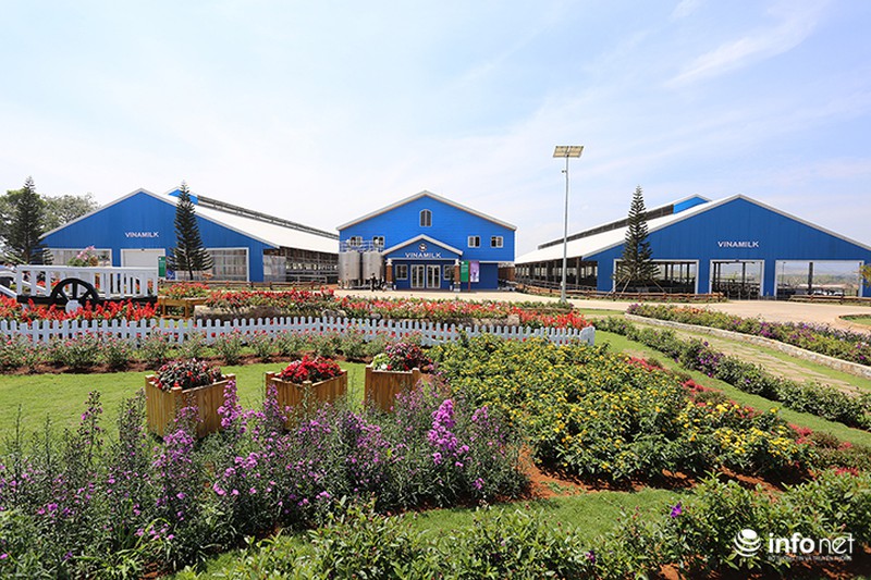 Đẹp như trang trại bò sữa Organic tiêu chuẩn châu Âu đầu tiên tại Việt Nam - ảnh 2