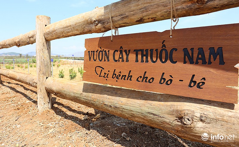 Đẹp như trang trại bò sữa Organic tiêu chuẩn châu Âu đầu tiên tại Việt Nam - ảnh 7