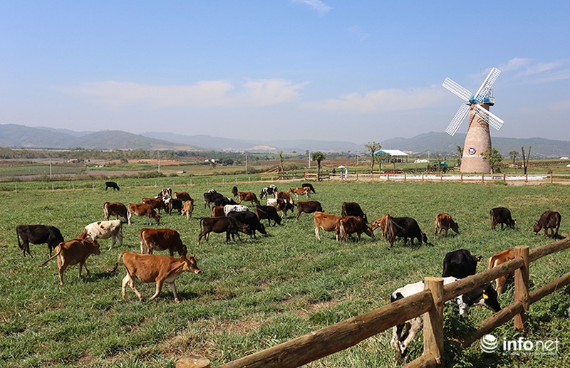 Đẹp như trang trại bò sữa Organic tiêu chuẩn châu Âu đầu tiên tại Việt Nam - ảnh 10