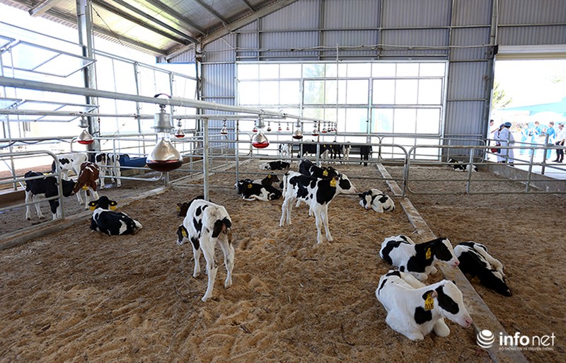 Đẹp như trang trại bò sữa Organic tiêu chuẩn châu Âu đầu tiên tại Việt Nam - ảnh 12