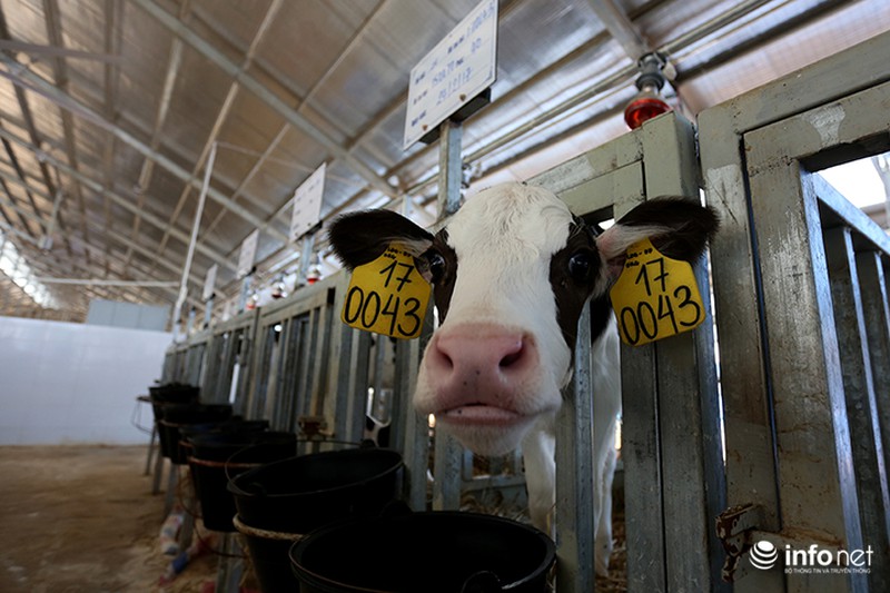 Đẹp như trang trại bò sữa Organic tiêu chuẩn châu Âu đầu tiên tại Việt Nam - ảnh 13