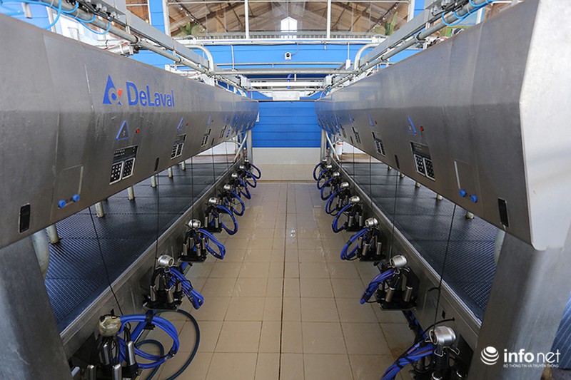 Đẹp như trang trại bò sữa Organic tiêu chuẩn châu Âu đầu tiên tại Việt Nam - ảnh 14