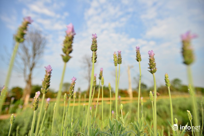 Ngắm vườn hoa oải hương giữa lòng Hà Nội - ảnh 2