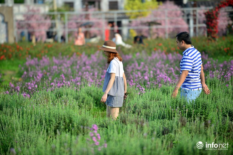 Ngắm vườn hoa oải hương giữa lòng Hà Nội - ảnh 3