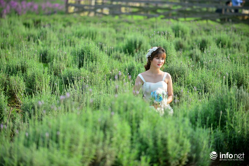 Ngắm vườn hoa oải hương giữa lòng Hà Nội - ảnh 5