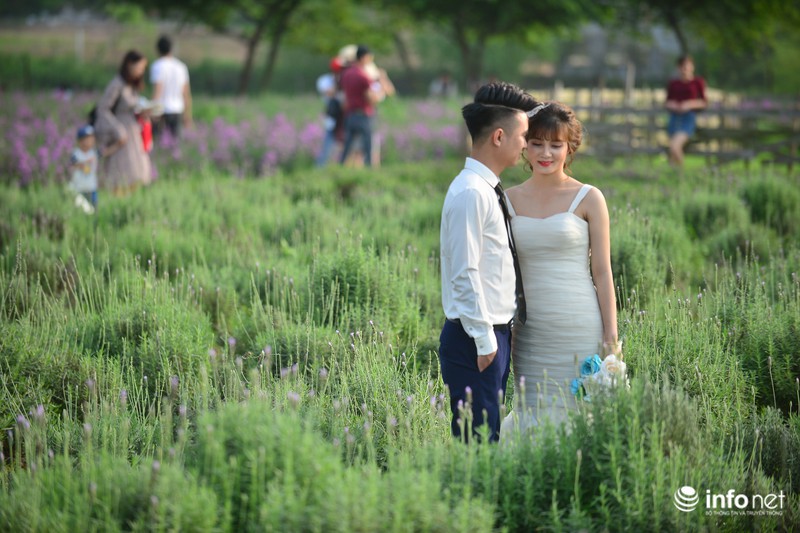 Ngắm vườn hoa oải hương giữa lòng Hà Nội - ảnh 7