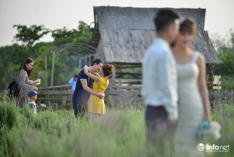 Ngắm vườn hoa oải hương giữa lòng Hà Nội - ảnh 8