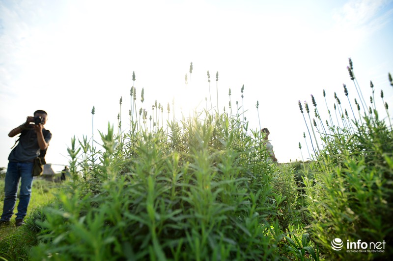 Ngắm vườn hoa oải hương giữa lòng Hà Nội - ảnh 9