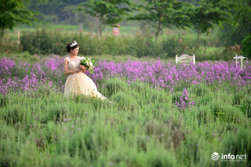 Ngắm vườn hoa oải hương giữa lòng Hà Nội - ảnh 10