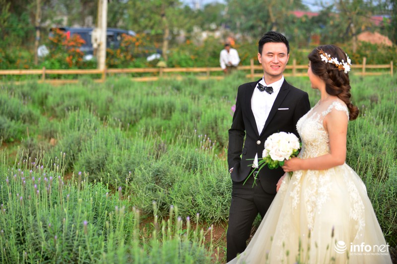 Ngắm vườn hoa oải hương giữa lòng Hà Nội - ảnh 11