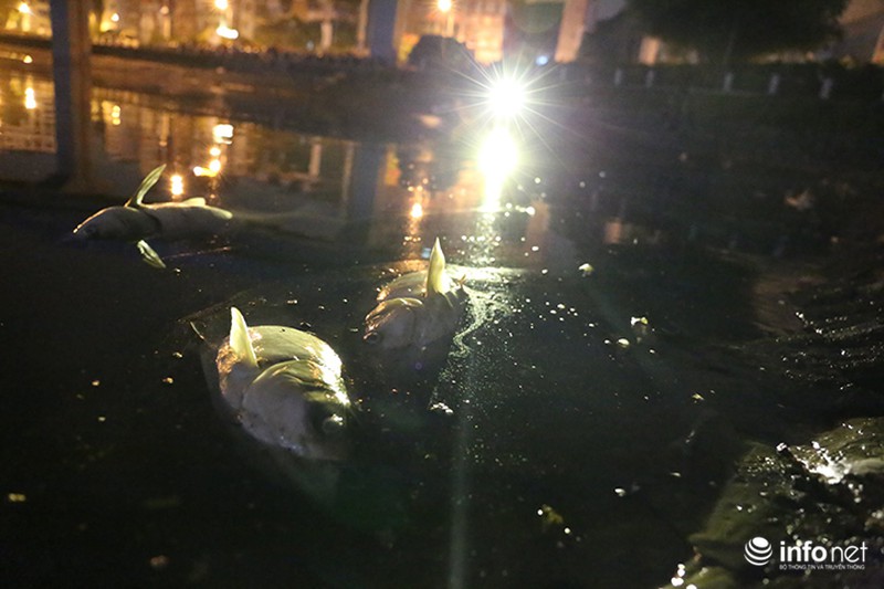 Lại trắng đêm vớt cá chết trên hồ Hoàng Cầu - ảnh 4