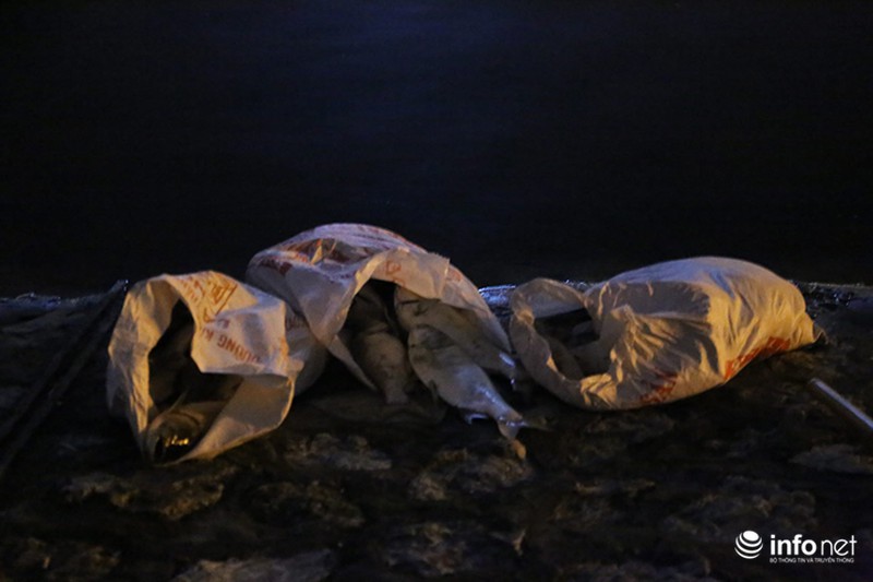 Lại trắng đêm vớt cá chết trên hồ Hoàng Cầu - ảnh 7