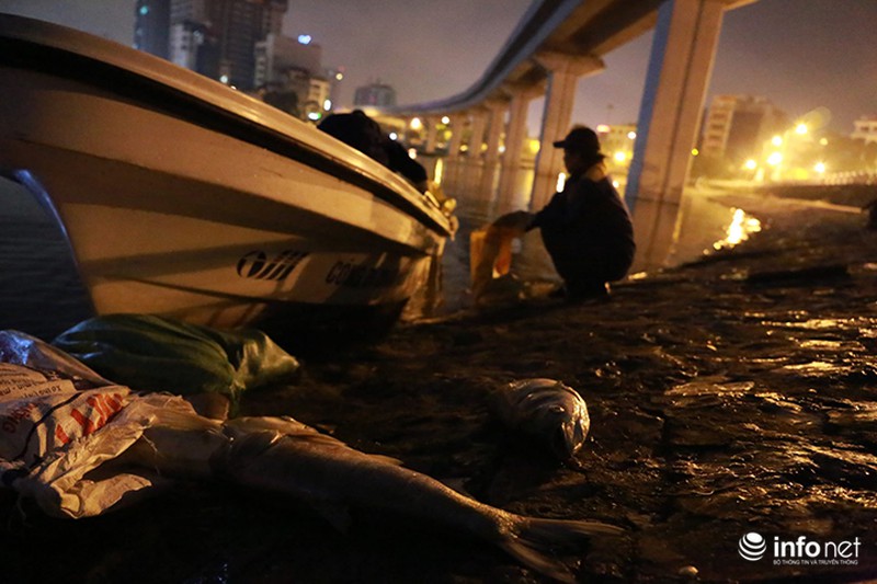 Lại trắng đêm vớt cá chết trên hồ Hoàng Cầu - ảnh 8