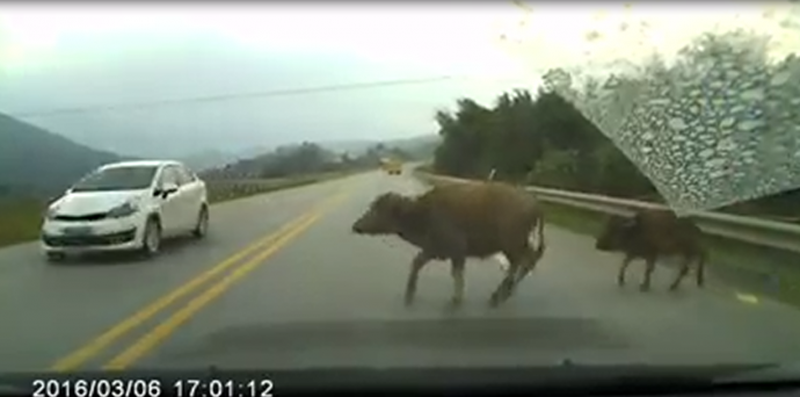 Đang lái xe gặp trâu bò, chó chạy ngang đường, tránh cách nào an toàn? - ảnh 1