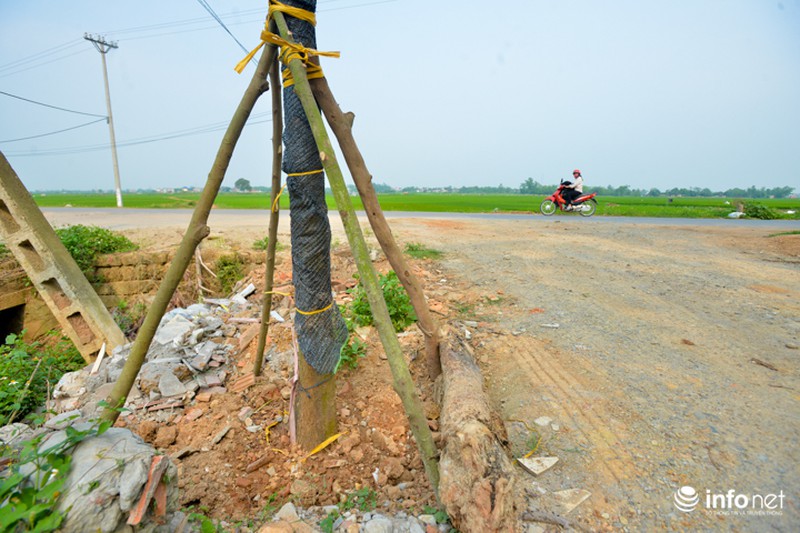 Hà Nội: Dẹp vỉa hè, dẹp cả cây, giờ đi trồng lại! - ảnh 9