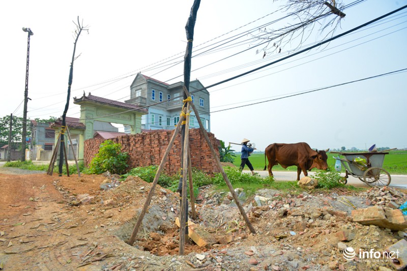 Hà Nội: Dẹp vỉa hè, dẹp cả cây, giờ đi trồng lại! - ảnh 10