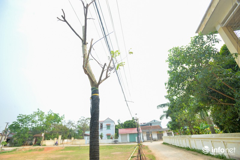 Hà Nội: Dẹp vỉa hè, dẹp cả cây, giờ đi trồng lại! - ảnh 3