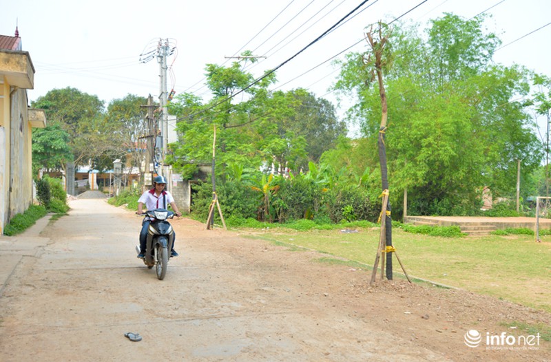 Hà Nội: Dẹp vỉa hè, dẹp cả cây, giờ đi trồng lại! - ảnh 4