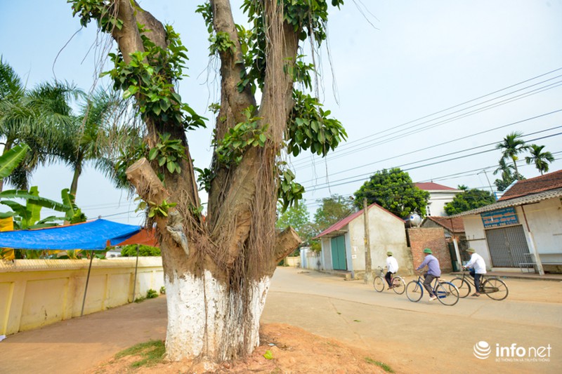Hà Nội: Dẹp vỉa hè, dẹp cả cây, giờ đi trồng lại! - ảnh 6