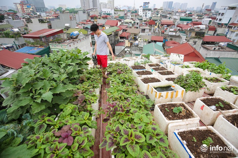 Chàng trai dựng vườn treo VAC giữa lòng Thủ Đô - ảnh 3