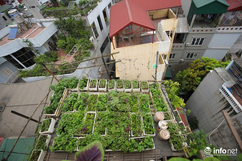 Chàng trai dựng vườn treo VAC giữa lòng Thủ Đô - ảnh 4