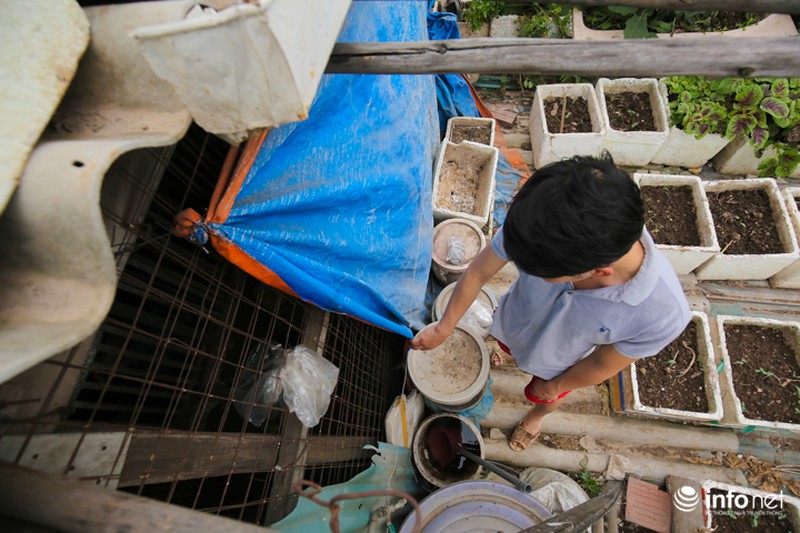 Chàng trai dựng vườn treo VAC giữa lòng Thủ Đô - ảnh 5
