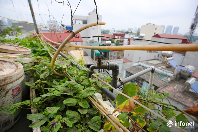 Chàng trai dựng vườn treo VAC giữa lòng Thủ Đô - ảnh 7