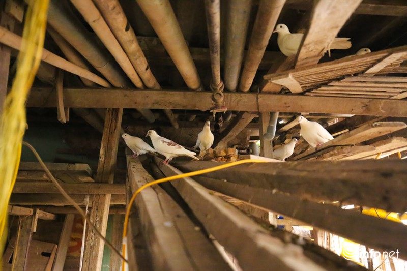 Chàng trai dựng vườn treo VAC giữa lòng Thủ Đô - ảnh 6