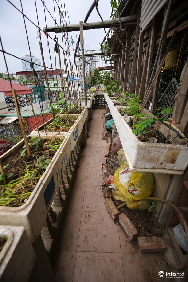 Chàng trai dựng vườn treo VAC giữa lòng Thủ Đô - ảnh 8