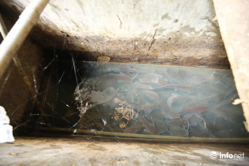 Chàng trai dựng vườn treo VAC giữa lòng Thủ Đô - ảnh 11